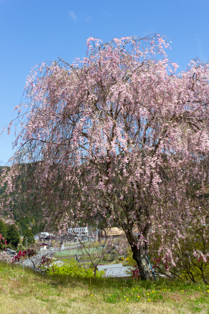 串原きねしだれ桃、しだれ桜、4月春の花、岐阜県恵那市の観光・撮影スポットの名所
