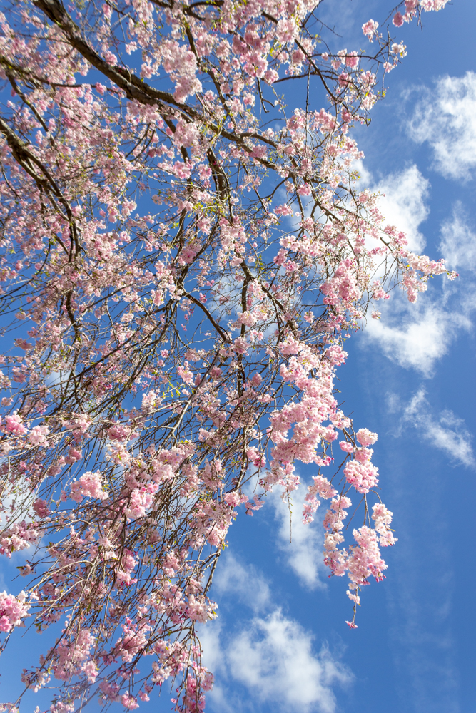 串原きねしだれ桃、しだれ桜、4月春の花、岐阜県恵那市の観光・撮影スポットの名所