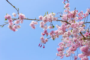 串原きねしだれ桃、しだれ桜、4月春の花、岐阜県恵那市の観光・撮影スポットの名所