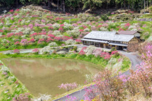 串原きねしだれ桃 4月春の花、岐阜県恵那市の観光・撮影スポットの名所