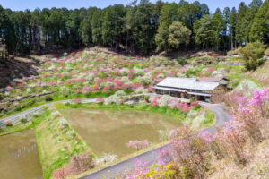 串原きねしだれ桃 4月春の花、岐阜県恵那市の観光・撮影スポットの名所