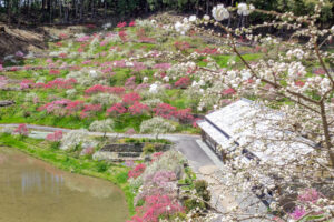 串原きねしだれ桃 4月春の花、岐阜県恵那市の観光・撮影スポットの名所