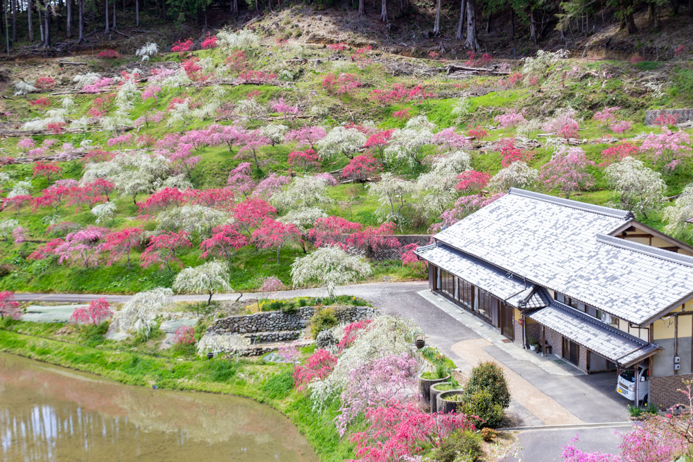 串原きねしだれ桃 4月春の花、岐阜県恵那市の観光・撮影スポットの名所