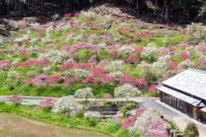串原きねしだれ桃 4月春の花、岐阜県恵那市の観光・撮影スポットの名所
