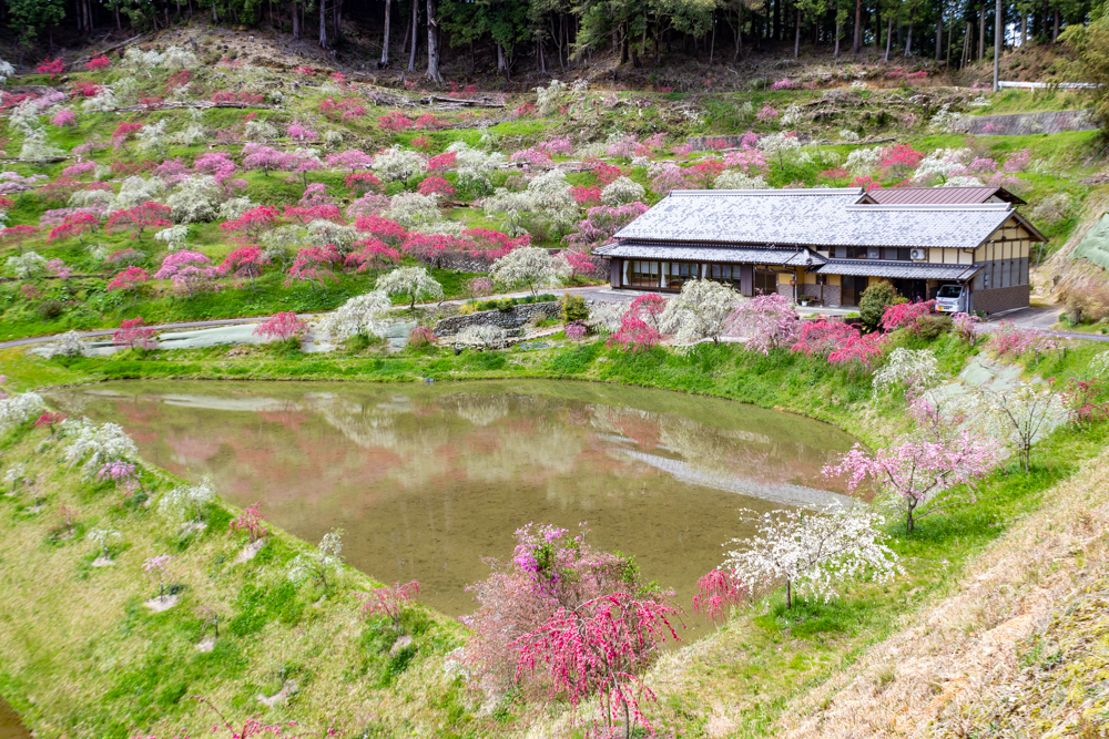 串原きねしだれ桃 4月春の花、岐阜県恵那市の観光・撮影スポットの名所