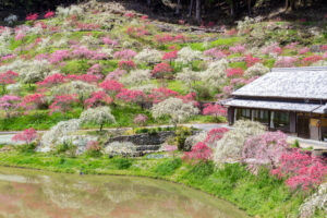 串原きねしだれ桃 4月春の花、岐阜県恵那市の観光・撮影スポットの名所