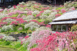 串原きねしだれ桃 4月春の花、岐阜県恵那市の観光・撮影スポットの名所