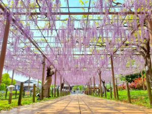 曼陀羅寺公園、藤、5月の春の花、愛知県江南市の観光・撮影スポットの画像と写真