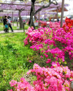 曼陀羅寺公園、藤とツツジ、5月の春の花、愛知県江南市の観光・撮影スポットの画像と写真