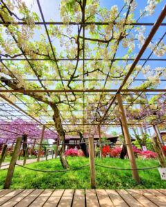 曼陀羅寺公園、藤、5月の春の花、愛知県江南市の観光・撮影スポットの画像と写真