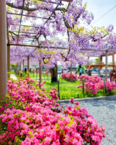 曼陀羅寺公園、藤とツツジ、5月の春の花、愛知県江南市の観光・撮影スポットの画像と写真