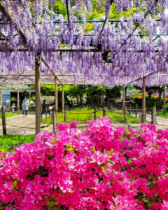 曼陀羅寺公園、藤とツツジ、5月の春の花、愛知県江南市の観光・撮影スポットの画像と写真