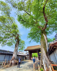 曼陀羅寺、5月の春の花、愛知県江南市の観光・撮影スポットの画像と写真