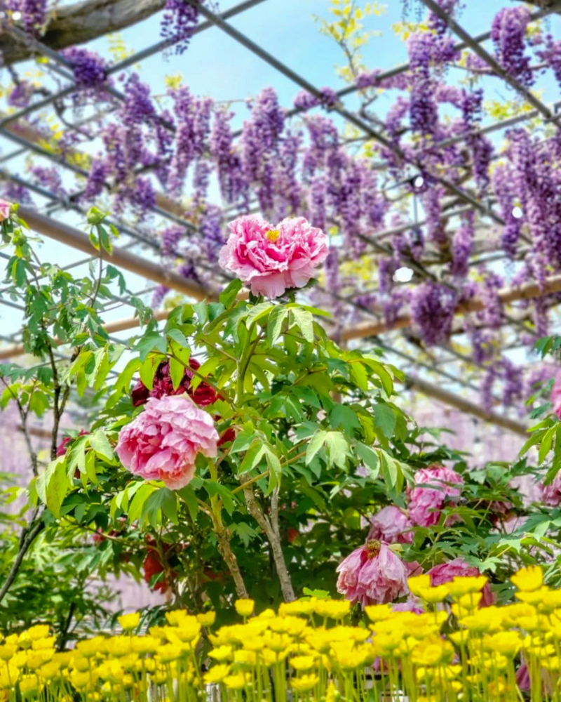 曼陀羅寺公園、藤と牡丹、5月の春の花、愛知県江南市の観光・撮影スポットの画像と写真