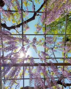 曼陀羅寺公園、藤、5月の春の花、愛知県江南市の観光・撮影スポットの画像と写真