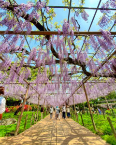 曼陀羅寺公園、藤、5月の春の花、愛知県江南市の観光・撮影スポットの画像と写真
