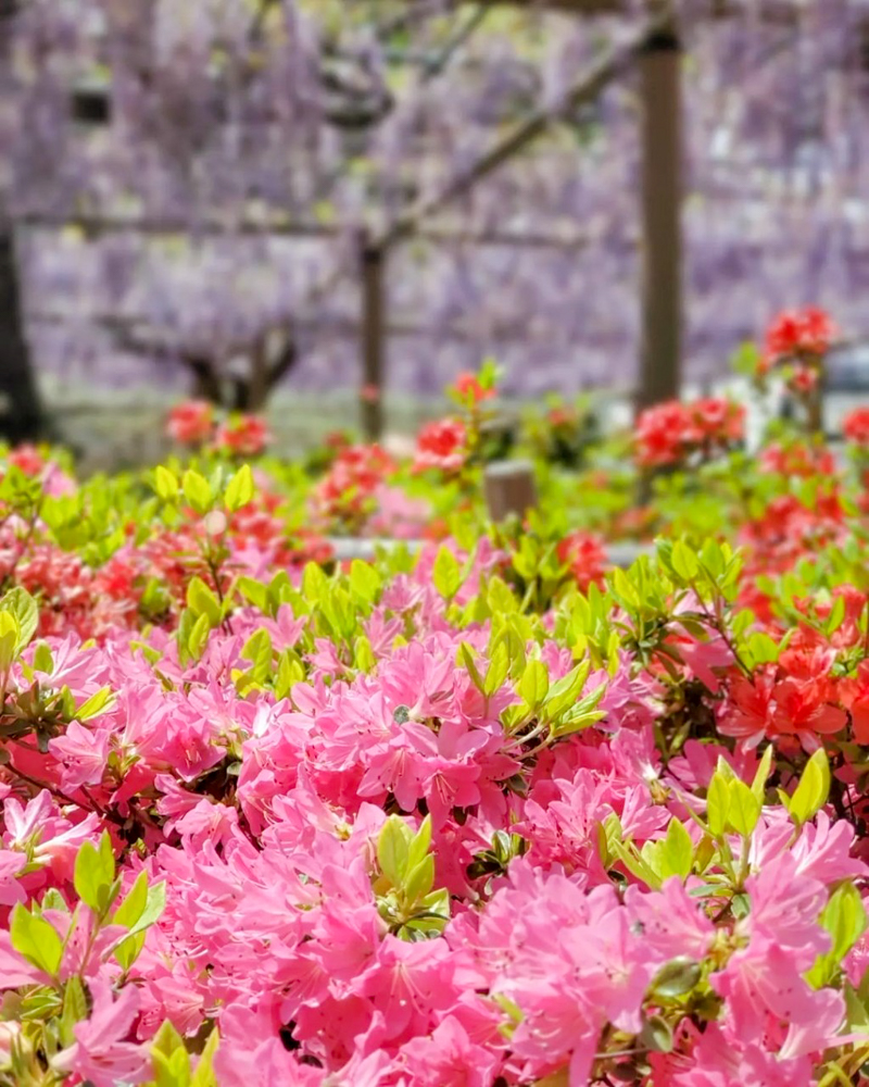 曼陀羅寺公園、藤とツツジ、5月の春の花、愛知県江南市の観光・撮影スポットの画像と写真