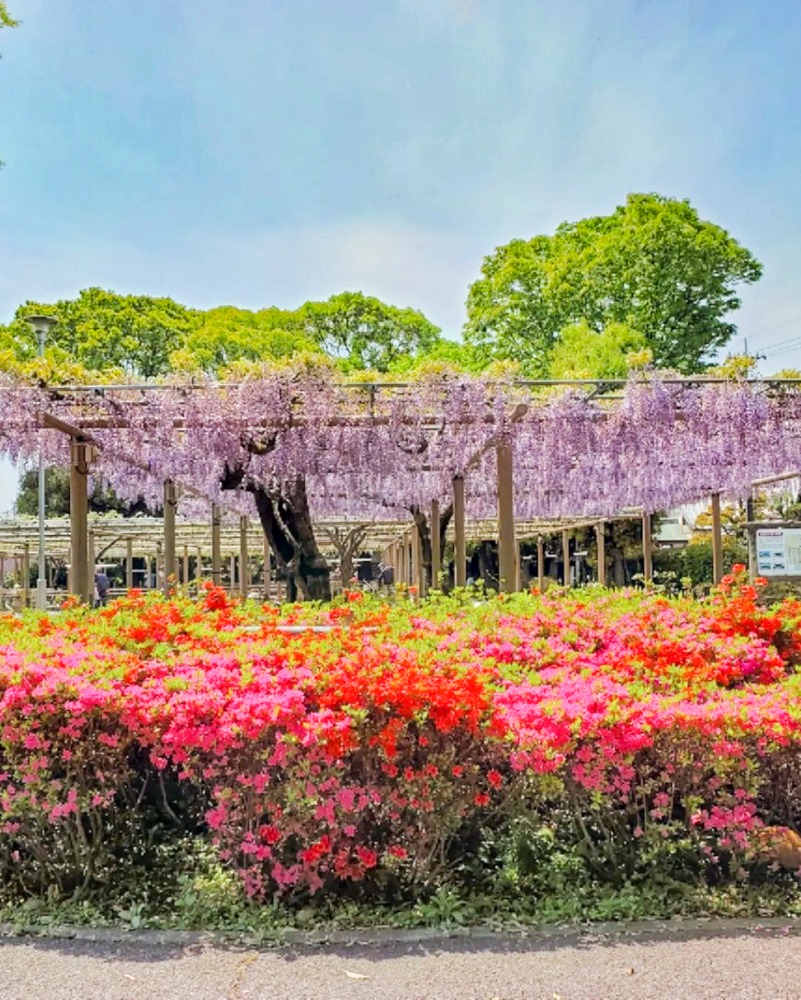曼陀羅寺公園、藤とツツジ、5月の春の花、愛知県江南市の観光・撮影スポットの画像と写真
