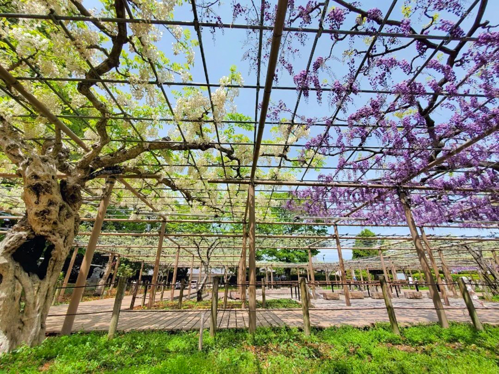 曼陀羅寺公園、藤、5月の春の花、愛知県江南市の観光・撮影スポットの画像と写真