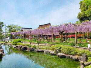 曼陀羅寺公園、藤、5月の春の花、愛知県江南市の観光・撮影スポットの画像と写真