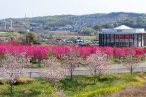 愛・地球博記念公園(モリコロパーク)、花桃、4月春の花、愛知県長久手市の観光・撮影スポットの画像と写真