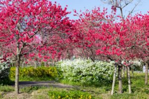 愛・地球博記念公園(モリコロパーク)、花桃、4月春の花、愛知県長久手市の観光・撮影スポットの画像と写真