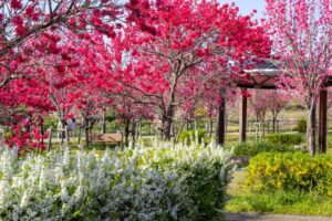 愛・地球博記念公園(モリコロパーク)、花桃、4月春の花、愛知県長久手市の観光・撮影スポットの画像と写真