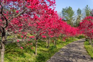 愛・地球博記念公園(モリコロパーク)、花桃、4月春の花、愛知県長久手市の観光・撮影スポットの画像と写真