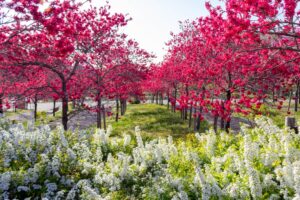 愛・地球博記念公園(モリコロパーク)、花桃、4月春の花、愛知県長久手市の観光・撮影スポットの画像と写真