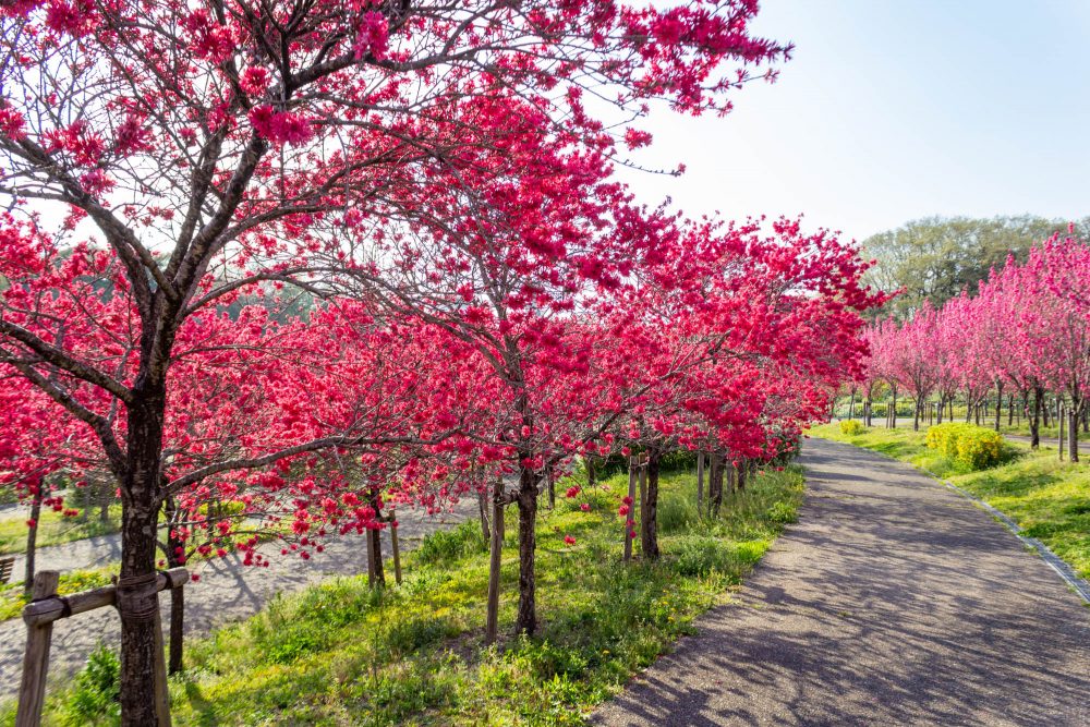 愛・地球博記念公園(モリコロパーク)、花桃、4月春の花、愛知県長久手市の観光・撮影スポットの画像と写真