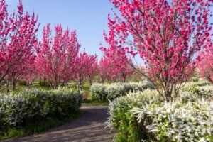 愛・地球博記念公園(モリコロパーク)、花桃、4月春の花、愛知県長久手市の観光・撮影スポットの画像と写真