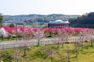 愛・地球博記念公園(モリコロパーク)、花桃、4月春の花、愛知県長久手市の観光・撮影スポットの画像と写真