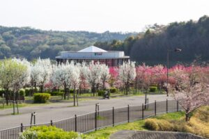 愛・地球博記念公園(モリコロパーク)、花桃、4月春の花、愛知県長久手市の観光・撮影スポットの画像と写真