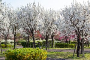 愛・地球博記念公園(モリコロパーク)、花桃、4月春の花、愛知県長久手市の観光・撮影スポットの画像と写真