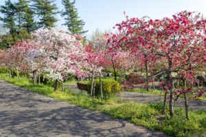 愛・地球博記念公園(モリコロパーク)、花桃、4月春の花、愛知県長久手市の観光・撮影スポットの画像と写真
