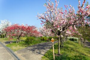 愛・地球博記念公園(モリコロパーク)、花桃、4月春の花、愛知県長久手市の観光・撮影スポットの画像と写真