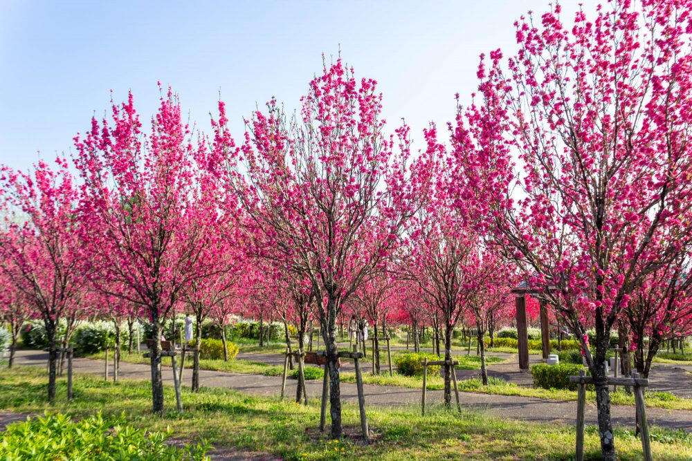 愛・地球博記念公園(モリコロパーク)、花桃、4月春の花、愛知県長久手市の観光・撮影スポットの画像と写真