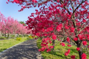 愛・地球博記念公園(モリコロパーク)、花桃、4月春の花、愛知県長久手市の観光・撮影スポットの画像と写真
