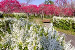 愛・地球博記念公園(モリコロパーク)、花桃、4月春の花、愛知県長久手市の観光・撮影スポットの画像と写真