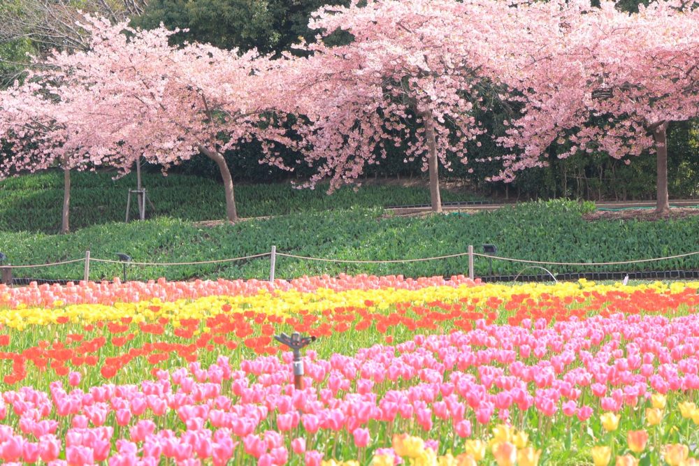 なばなの里、河津桜・チューリップ、3月春の花、三重県桑名市の観光・撮影スポットの画像と写真