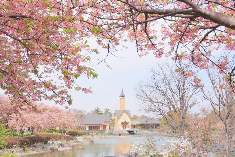 なばなの里、河津桜、3月春の花、三重県桑名市の観光・撮影スポットの画像と写真
