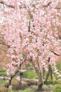 なばなの里、河津桜、3月春の花、三重県桑名市の観光・撮影スポットの画像と写真