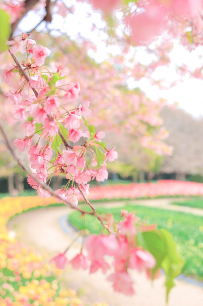 なばなの里、河津桜、3月春の花、三重県桑名市の観光・撮影スポットの画像と写真