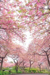 なばなの里、河津桜、3月春の花、三重県桑名市の観光・撮影スポットの画像と写真