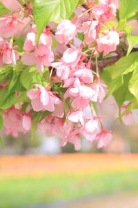 なばなの里、河津桜、3月春の花、三重県桑名市の観光・撮影スポットの画像と写真