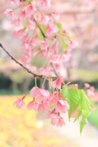 なばなの里、河津桜、3月春の花、三重県桑名市の観光・撮影スポットの画像と写真