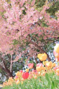 なばなの里、河津桜・チューリップ、3月春の花、三重県桑名市の観光・撮影スポットの画像と写真