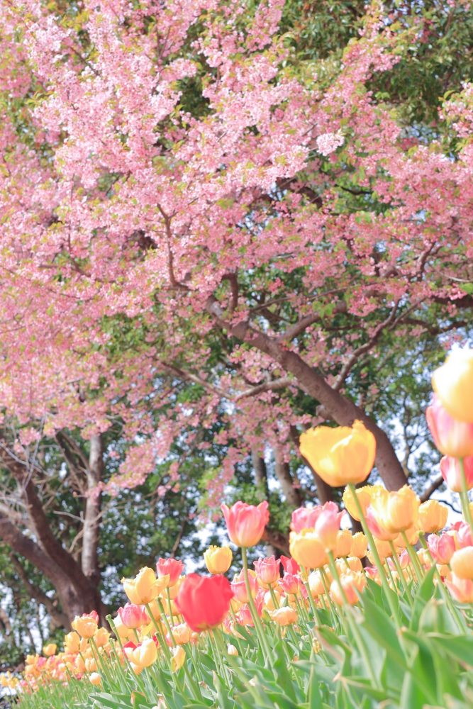 なばなの里、河津桜・チューリップ、3月春の花、三重県桑名市の観光・撮影スポットの画像と写真