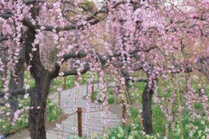 なばなの里、梅、水仙、2月春の花、三重県桑名市の観光・撮影スポットの画像と写真