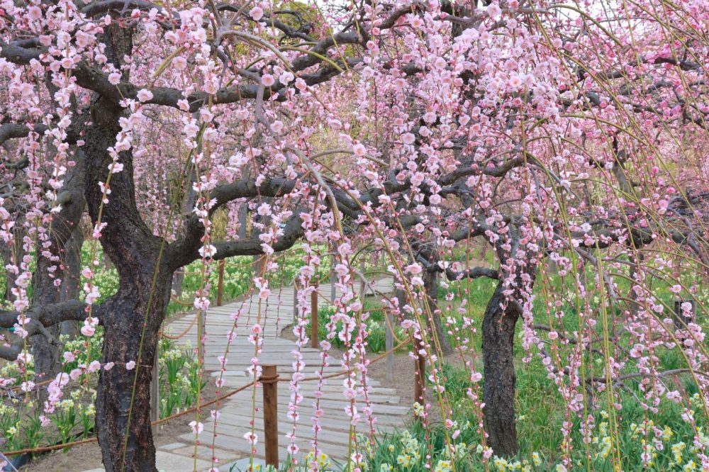 なばなの里、梅、水仙、2月春の花、三重県桑名市の観光・撮影スポットの画像と写真
